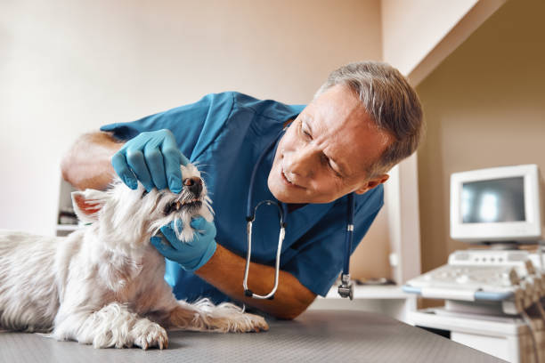 Best Emergency Denture Repair in Union Springs, AL
